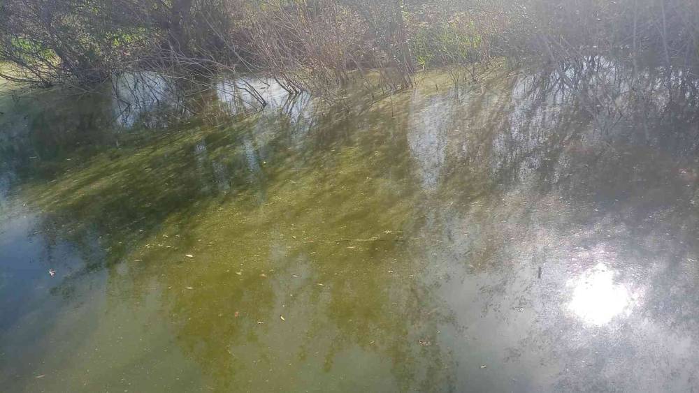 Çaycuma Belediyesi’nin kanalizasyon atığını OSB arıtma tesisine döktüğü iddia edildi