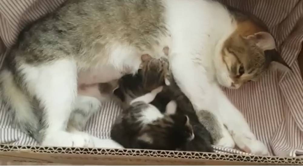 Hayvan sahiplerinin çabalarıyla yavru kediler annelerine kavuştu
