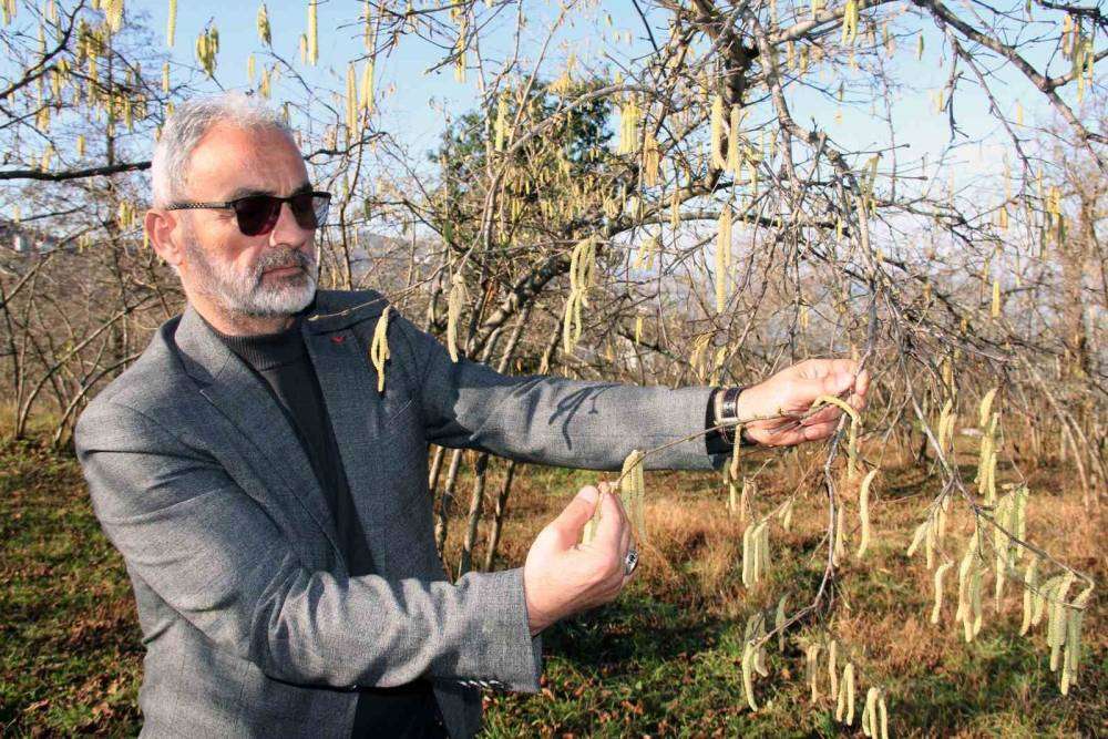 Serbest piyasada fındık fiyatını karanfiller belirleyecek