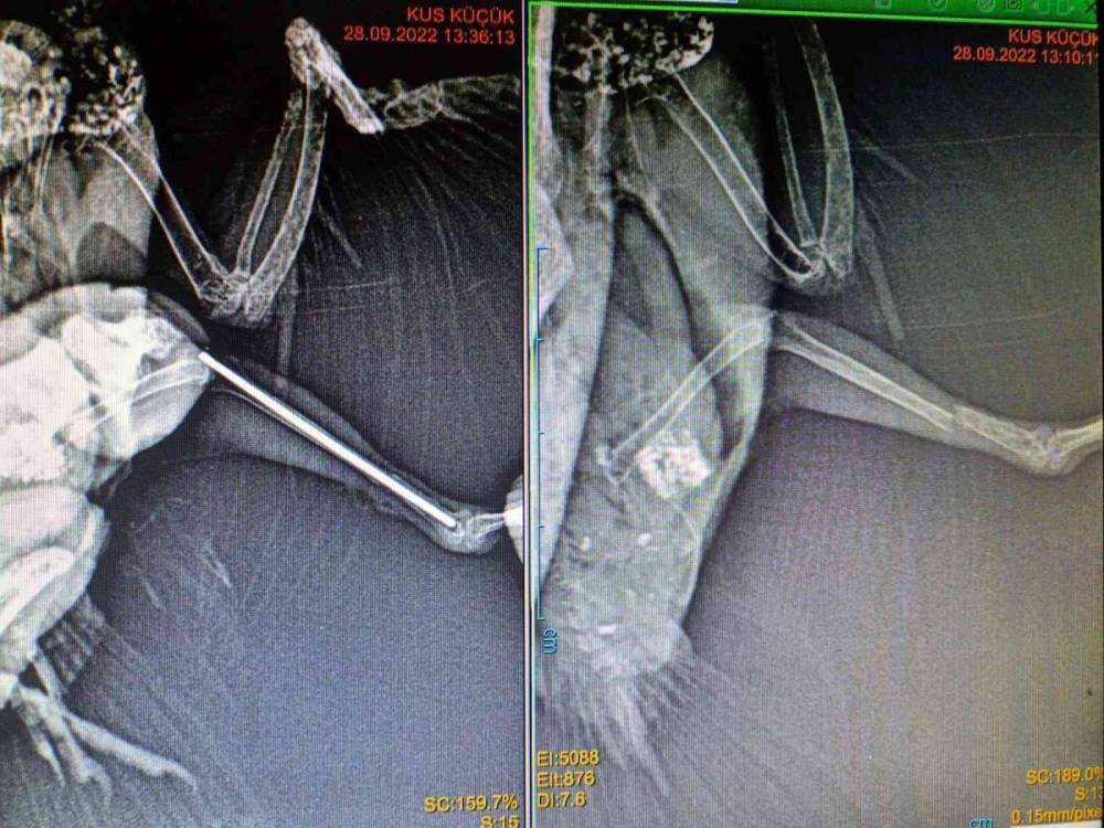 Ayağı kırılan sultan papağanına ’nadir ameliyat’