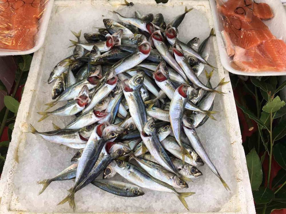 Alaplı’da balık fiyatları yükseldi